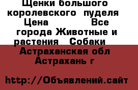 Щенки большого (королевского) пуделя › Цена ­ 25 000 - Все города Животные и растения » Собаки   . Астраханская обл.,Астрахань г.